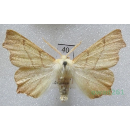 Ennomos quercinaria (Hufnagel, 1767) male Latalec dębiniak Czech40